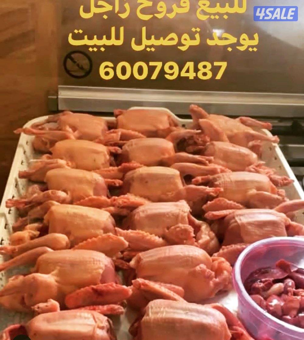 زاجلنا لفروخ الزاجل2