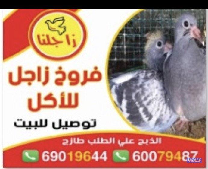 زاجلنا لفروخ الزاجل3