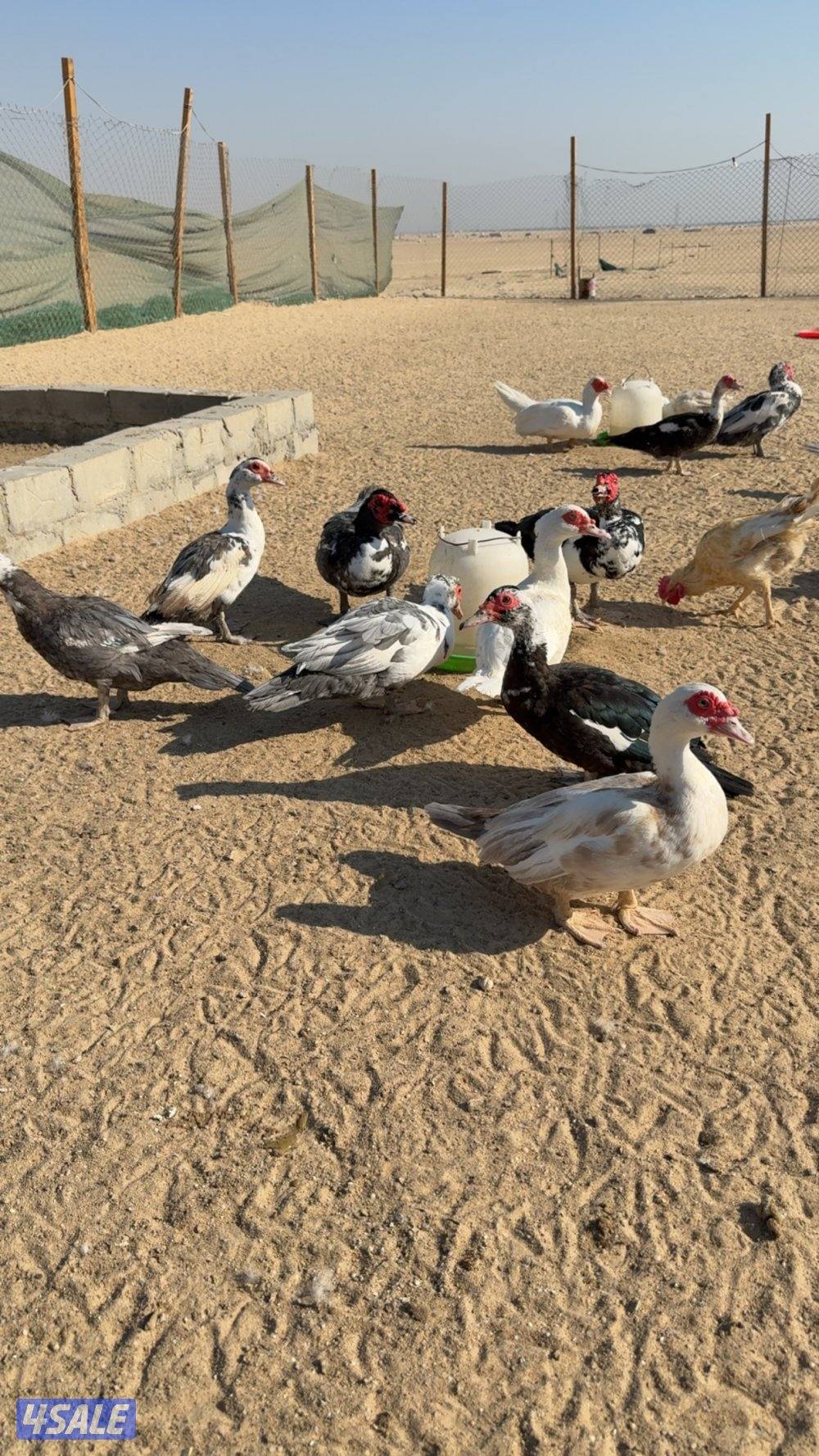 بط مصري بياض1