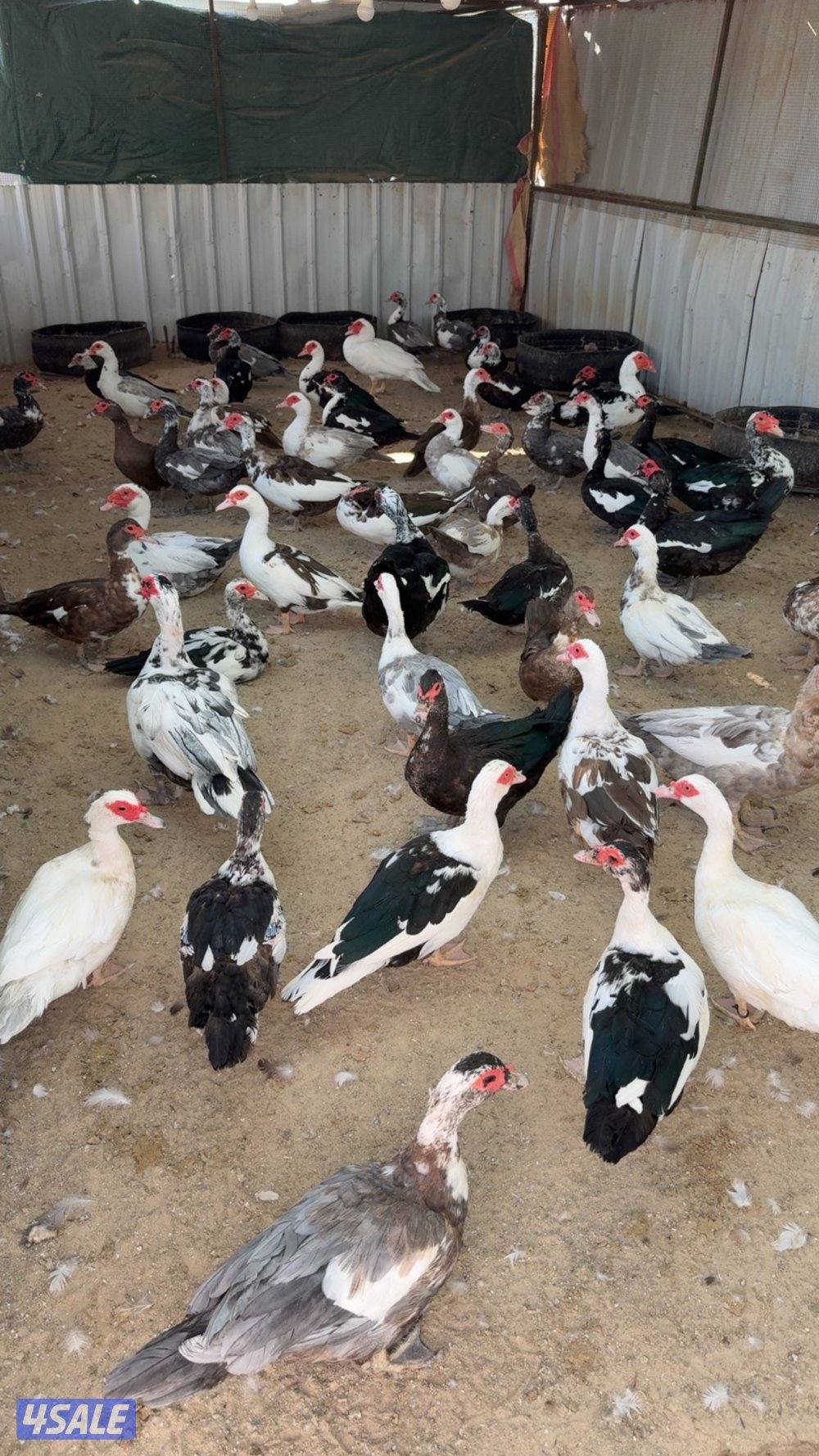 بط مصري بياض2