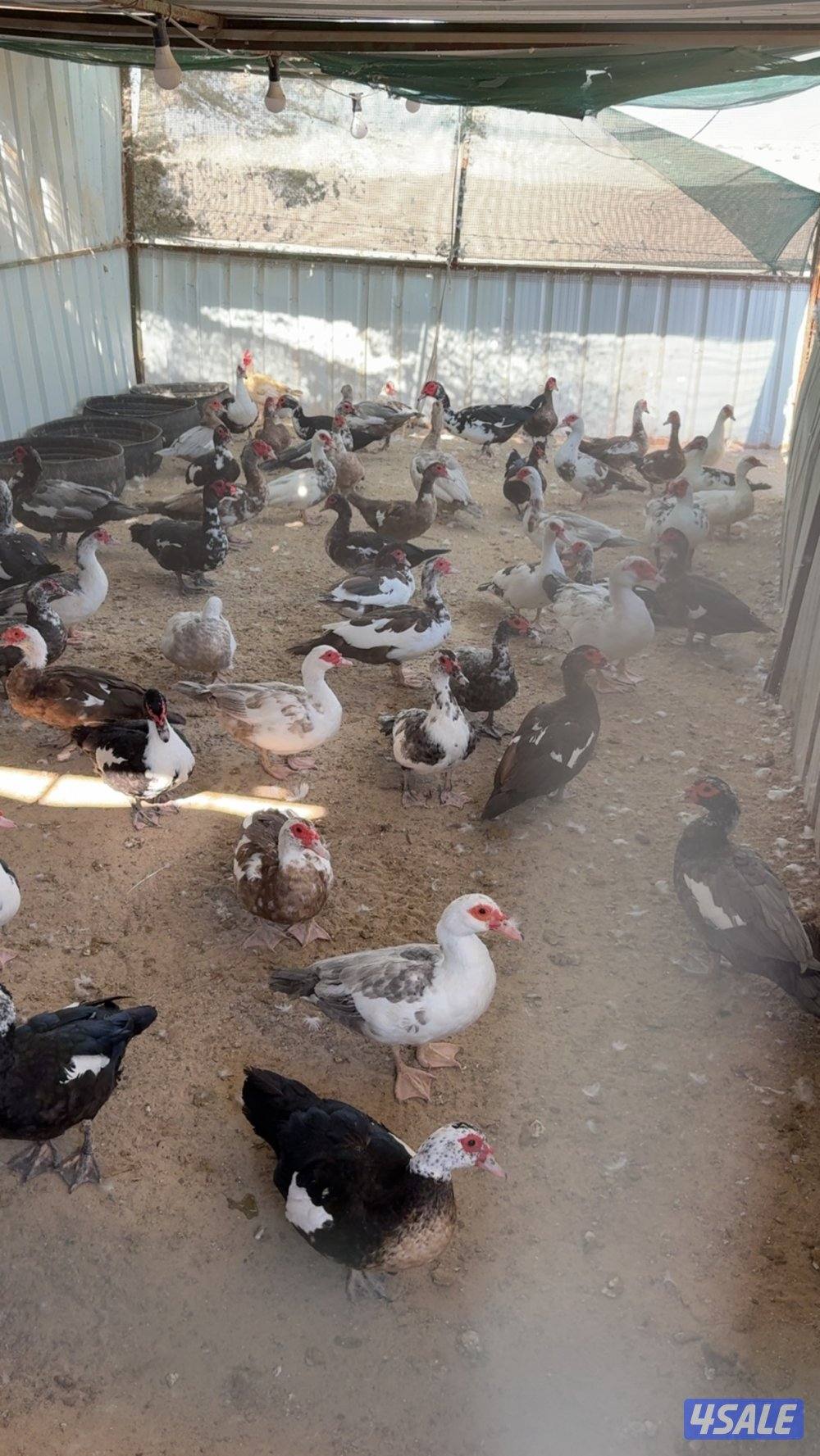 بط مصري بياض3