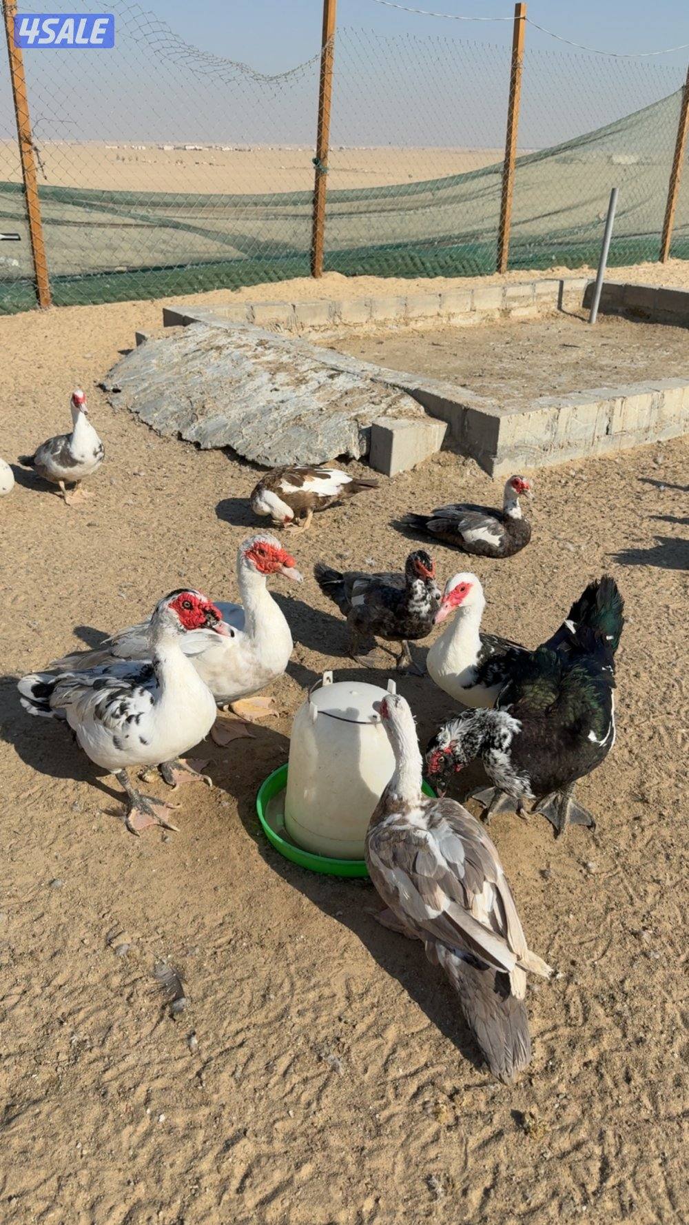 بط مصري بياض4