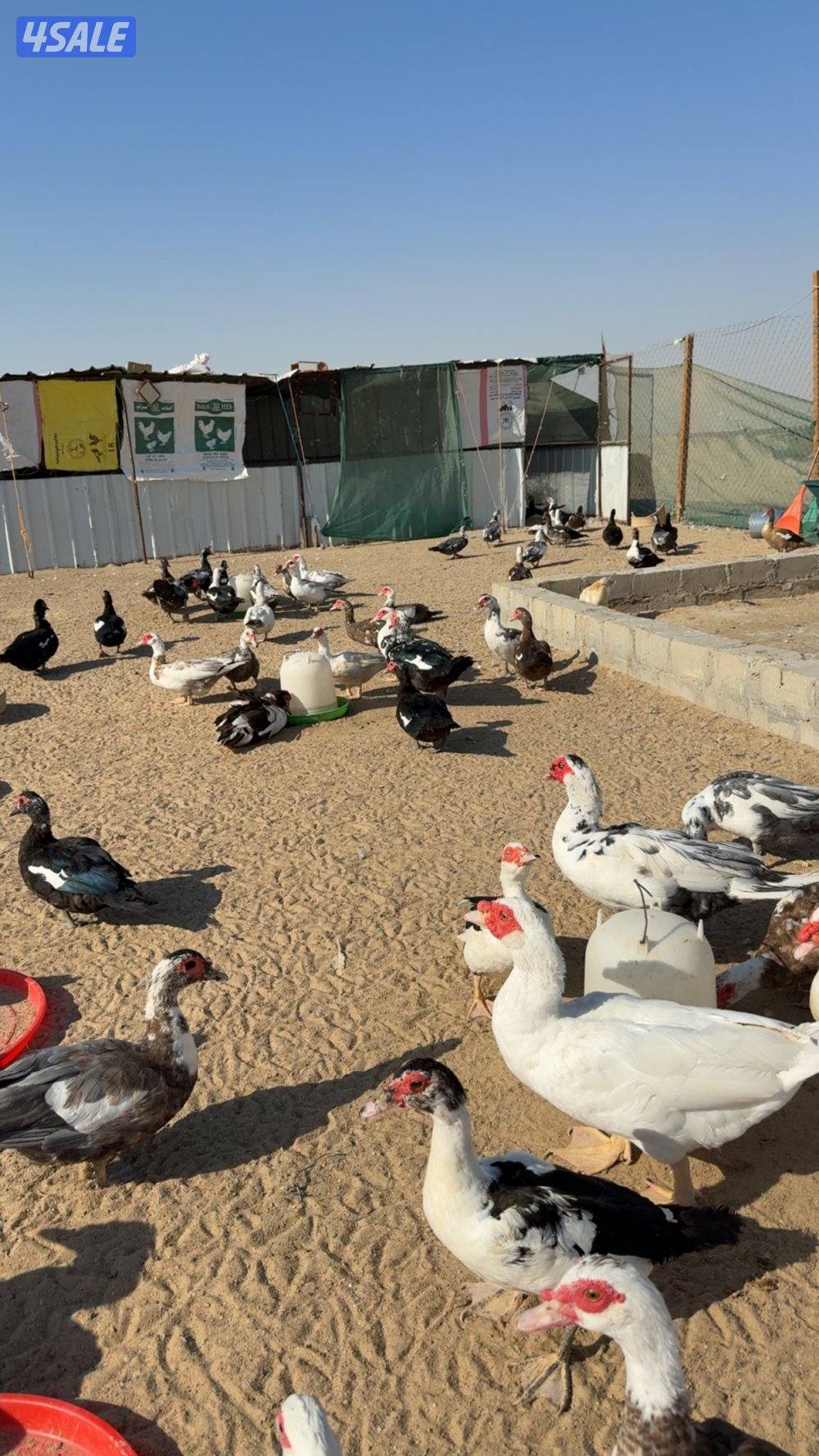 بط مصري بياض5