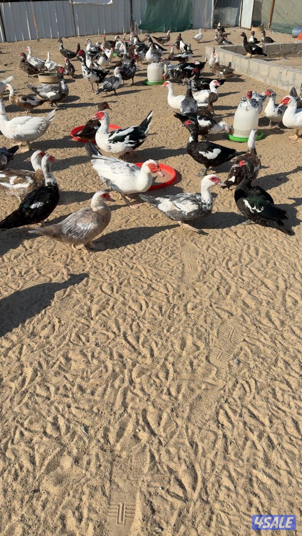 بط مصري بياض6