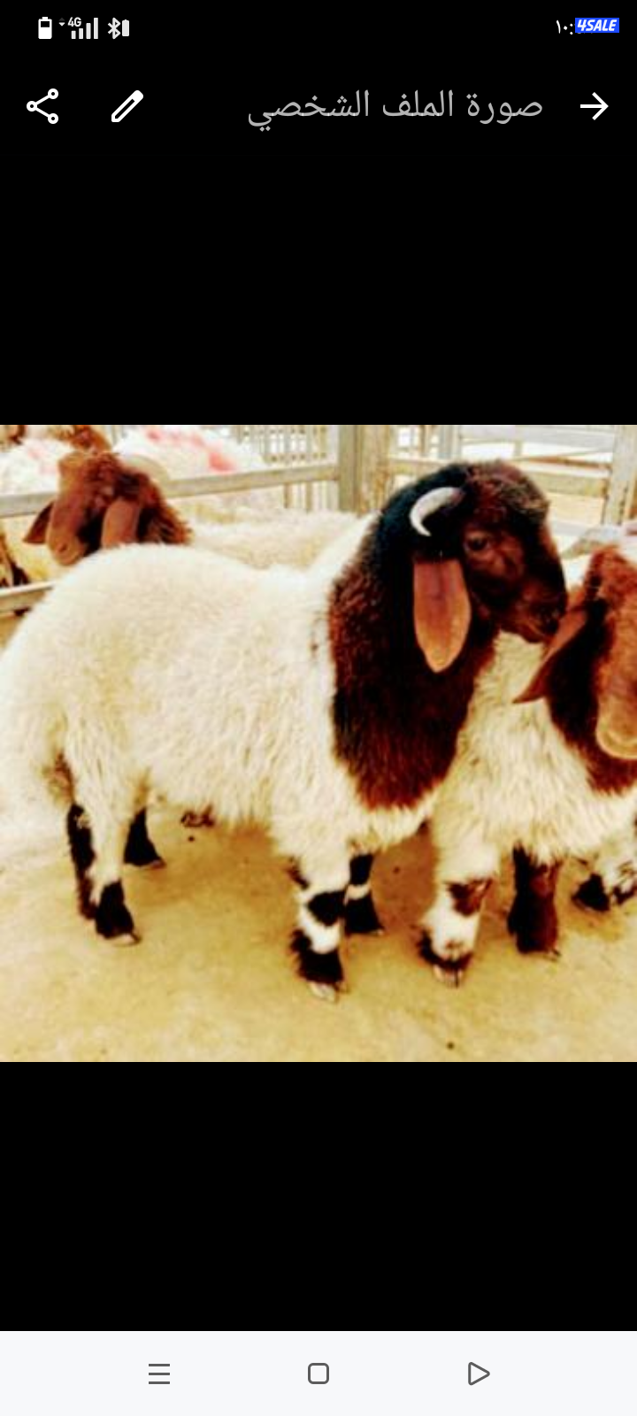 بيع خرفان عربي نعيمي اشفالي صومالي تيوس عارضي ذبح مع التوصيل مجاني0