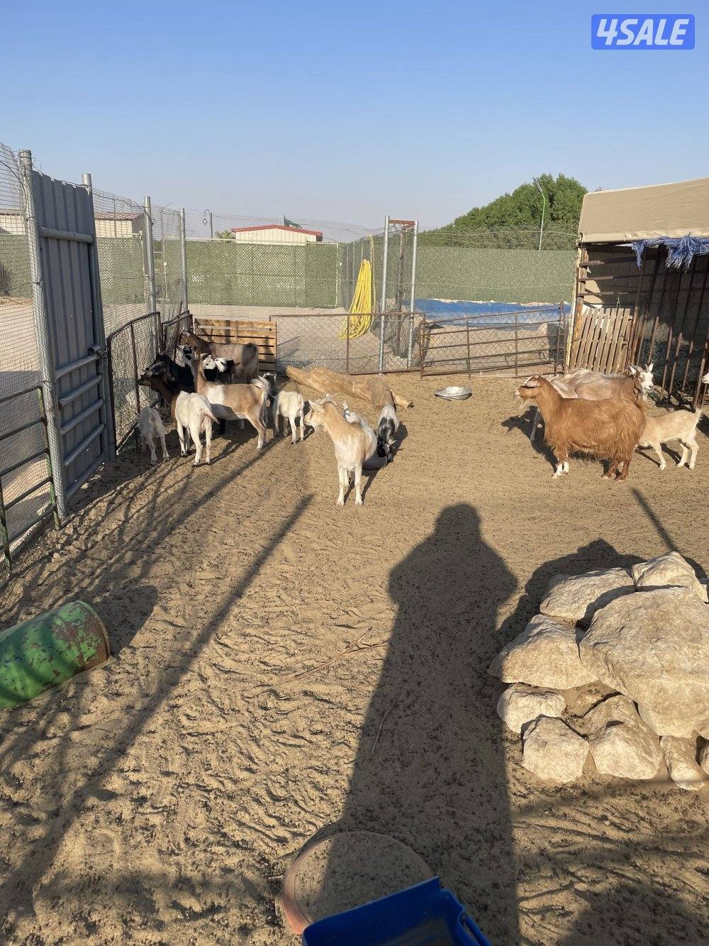 للبيع جيكيات جمله ومفرد1