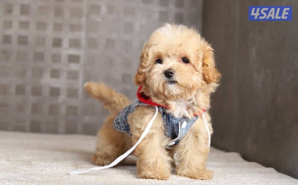 للبيع كلب مالتيبو العمر شهرين0