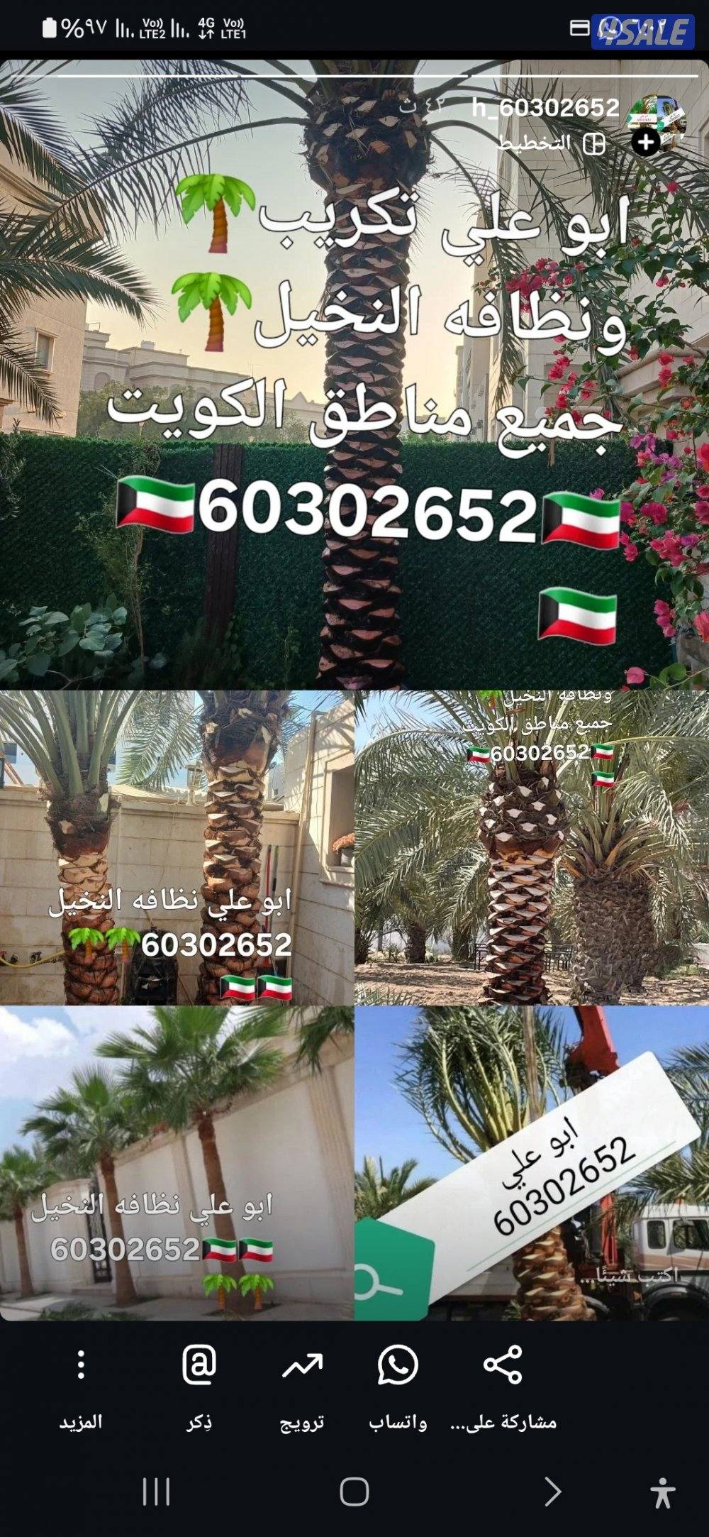 🌴 تكريب ونظافه النخيل 🌴جميع مناطق الكويت🇰🇼 وجميع قص الاشجار أبوعلي1
