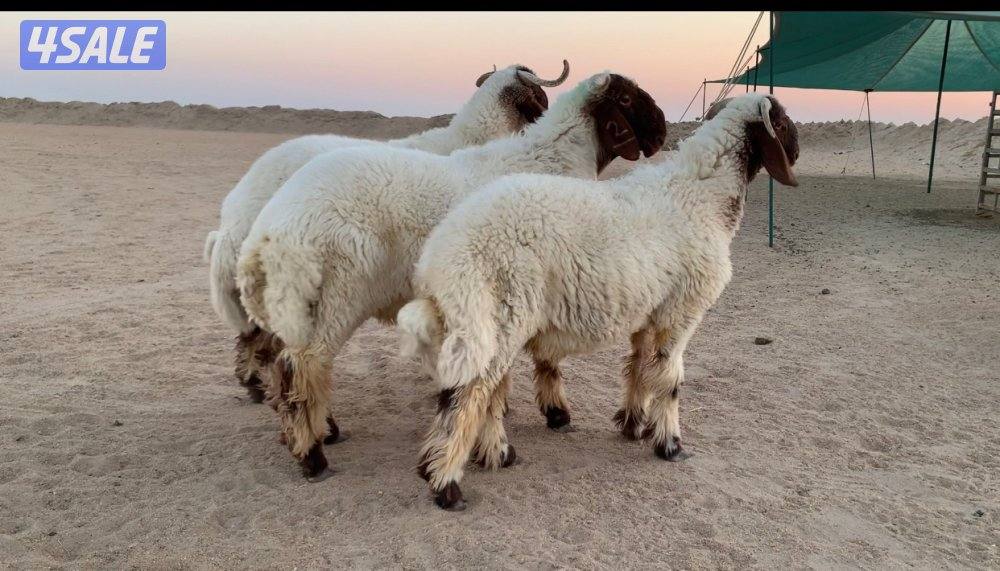 الارتال السالمي0