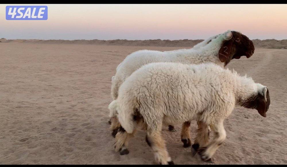 الارتال السالمي2