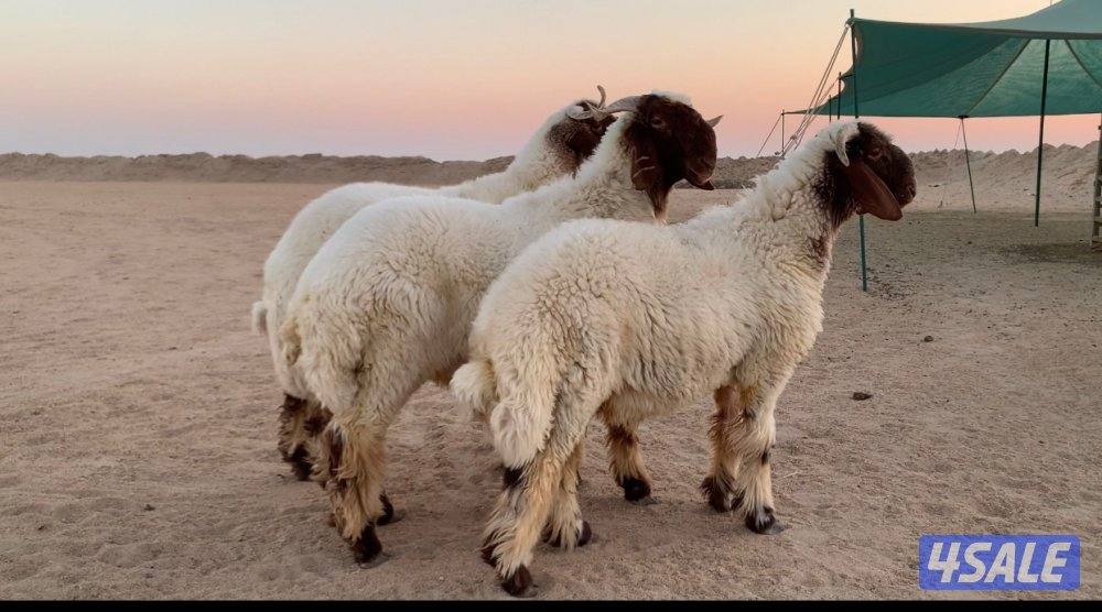 الارتال السالمي1