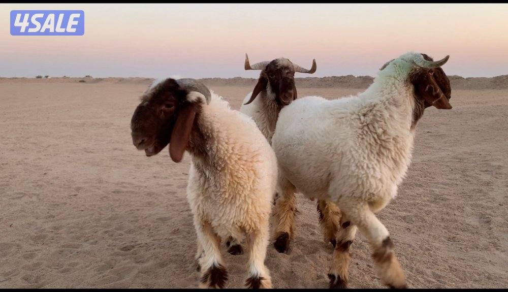 الارتال السالمي3