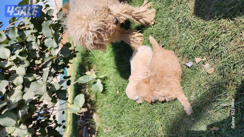 كلاب وجراوى بودل للبيع عمر شهر ونصف مواصفات عالية0