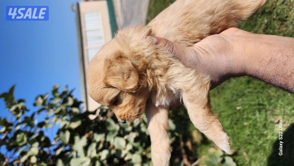 كلاب وجراوى بودل للبيع عمر شهر ونصف مواصفات عالية1