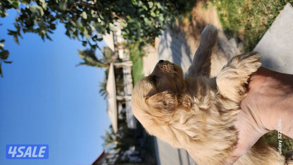 كلاب وجراوى بودل للبيع عمر شهر ونصف مواصفات عالية2