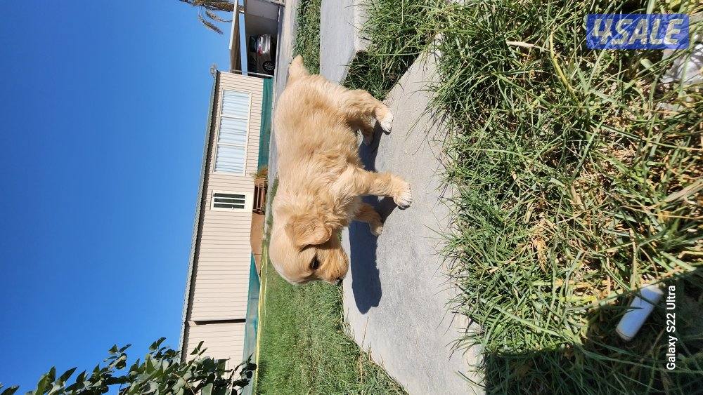 كلاب وجراوى بودل للبيع عمر شهر ونصف مواصفات عالية3