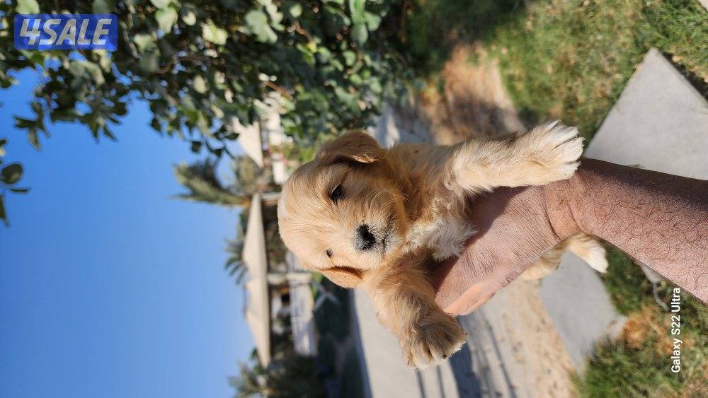 كلاب وجراوى بودل للبيع عمر شهر ونصف مواصفات عالية4