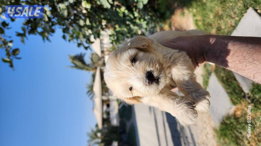 كلاب وجراوى بودل للبيع عمر شهر ونصف مواصفات عالية5