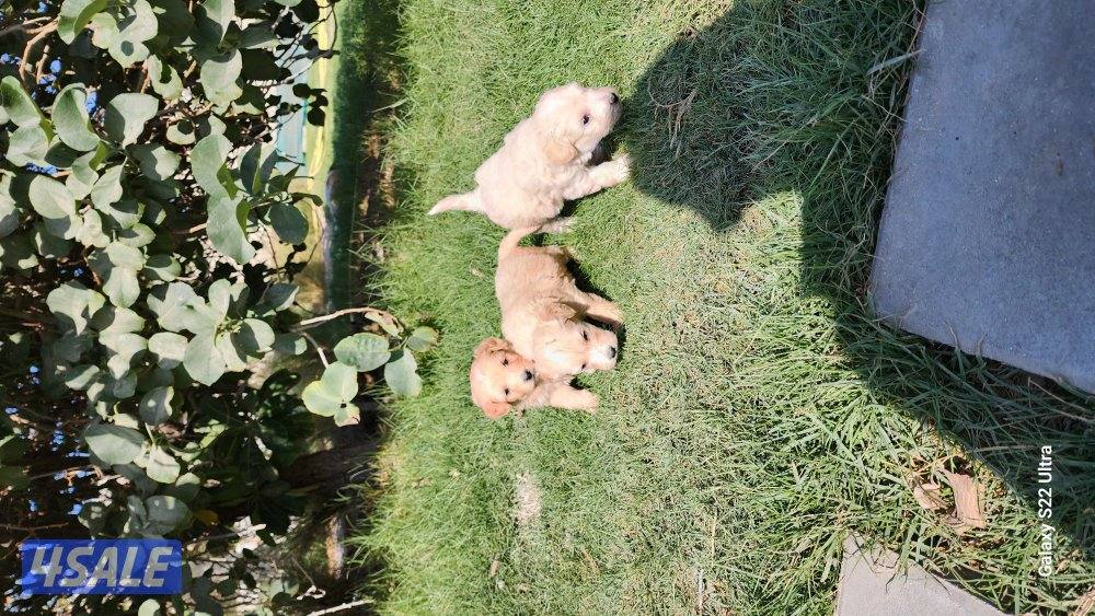 كلاب وجراوى بودل للبيع عمر شهر ونصف مواصفات عالية6