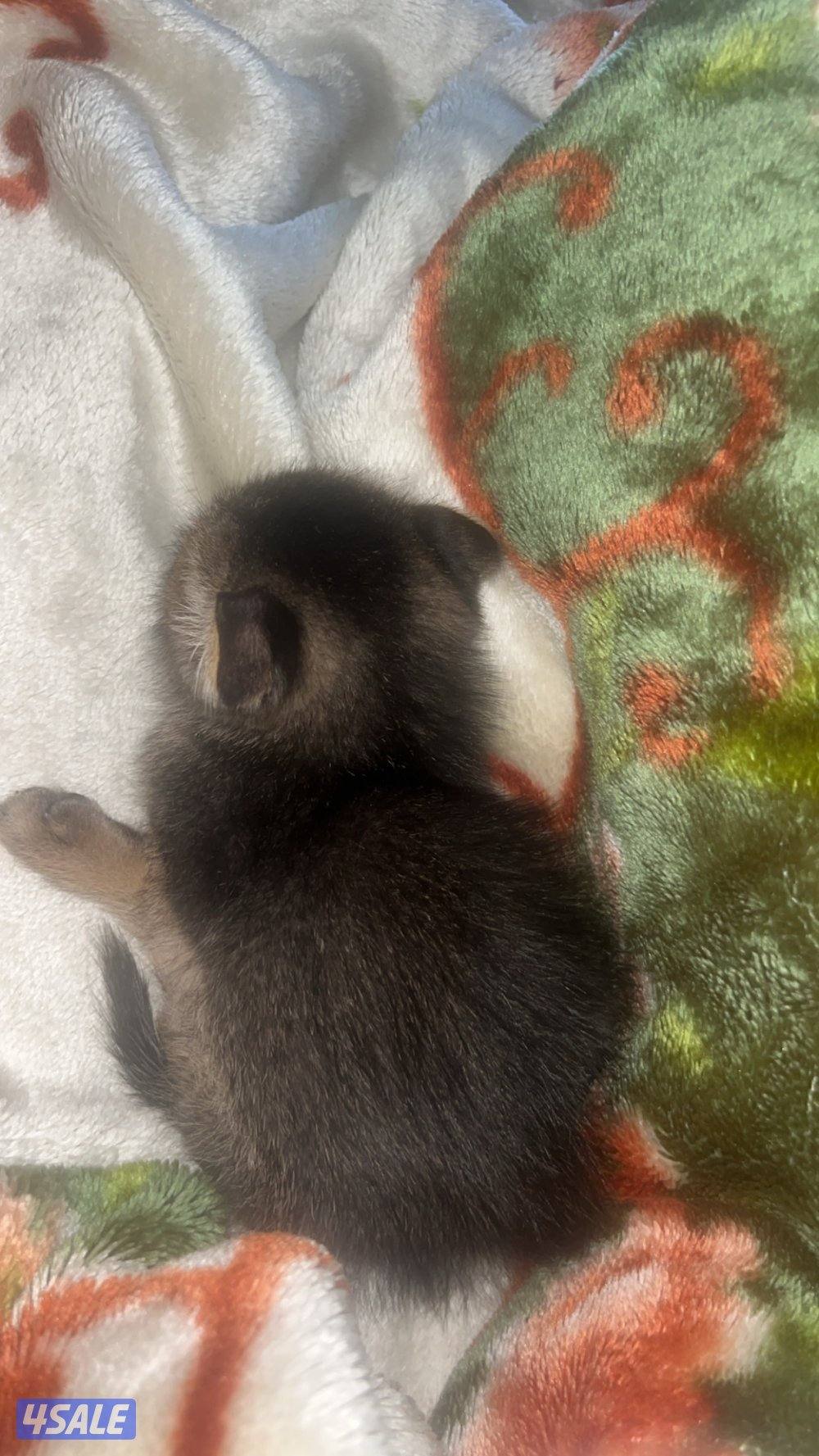 كتن ذكر سكوتش العمر شهرين مو مطعم0