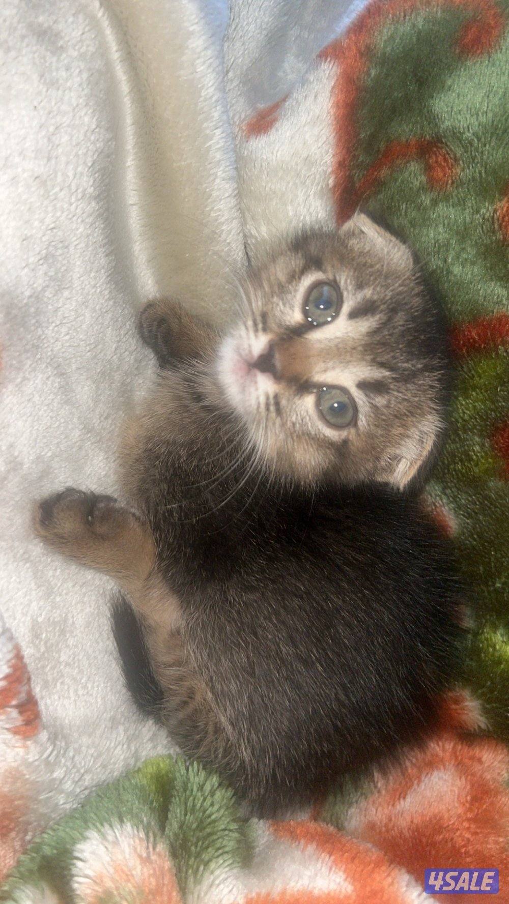 كتن ذكر سكوتش العمر شهرين مو مطعم1