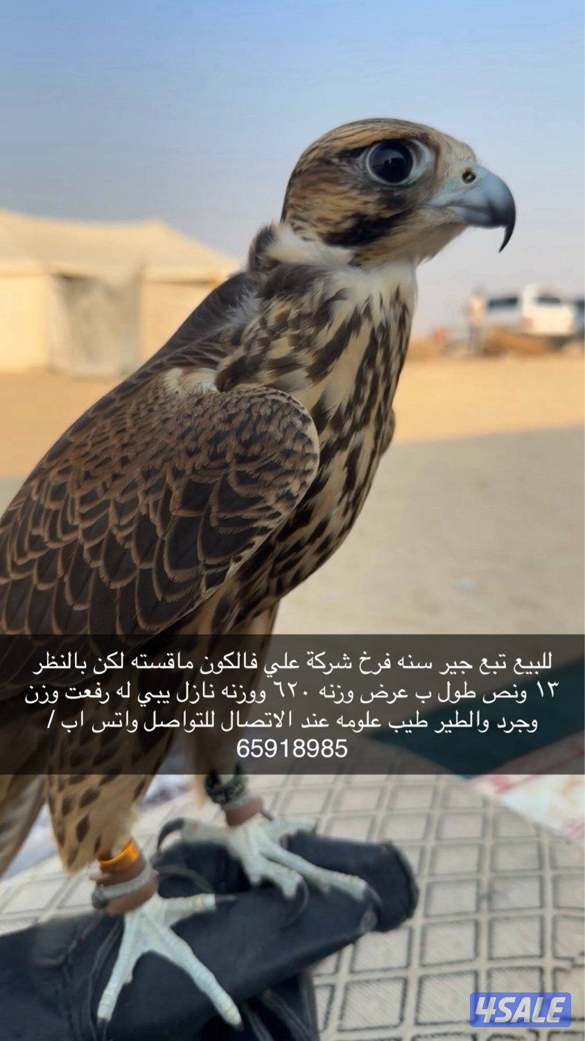 جير تبع فرخ0