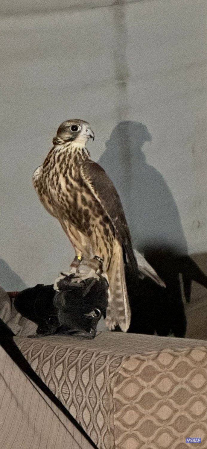 جير تبع فرخ1