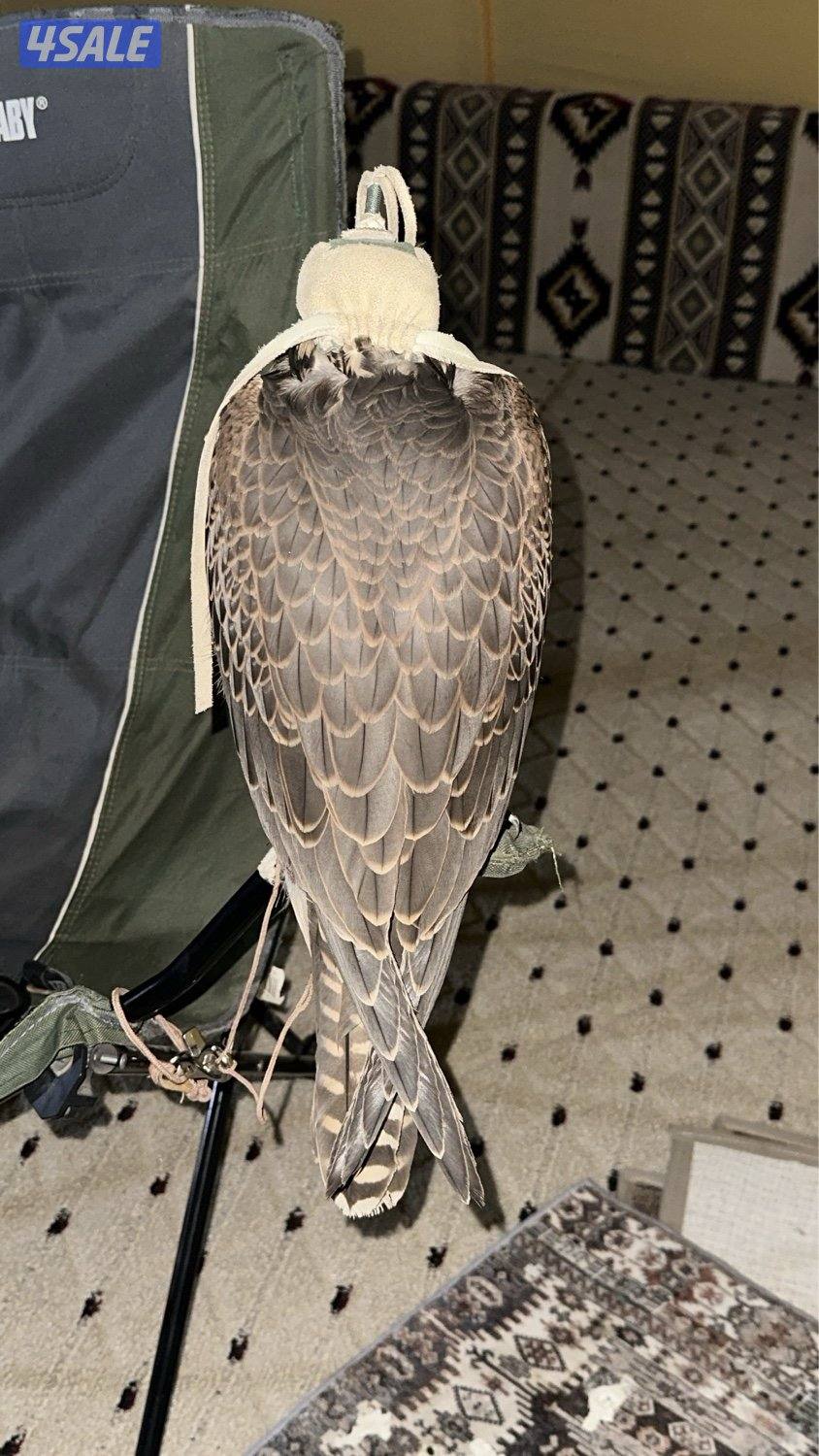 جير تبع فرخ3