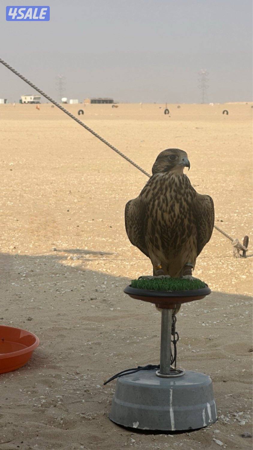 جير تبع فرخ4