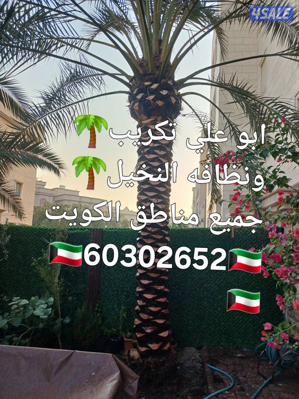 🌴ابو على 🌴 ‏ جميع تلقيح النخيل 🌴جميع ☘️قص 🎄الاشجار🌳 خبره 20 عام ا4