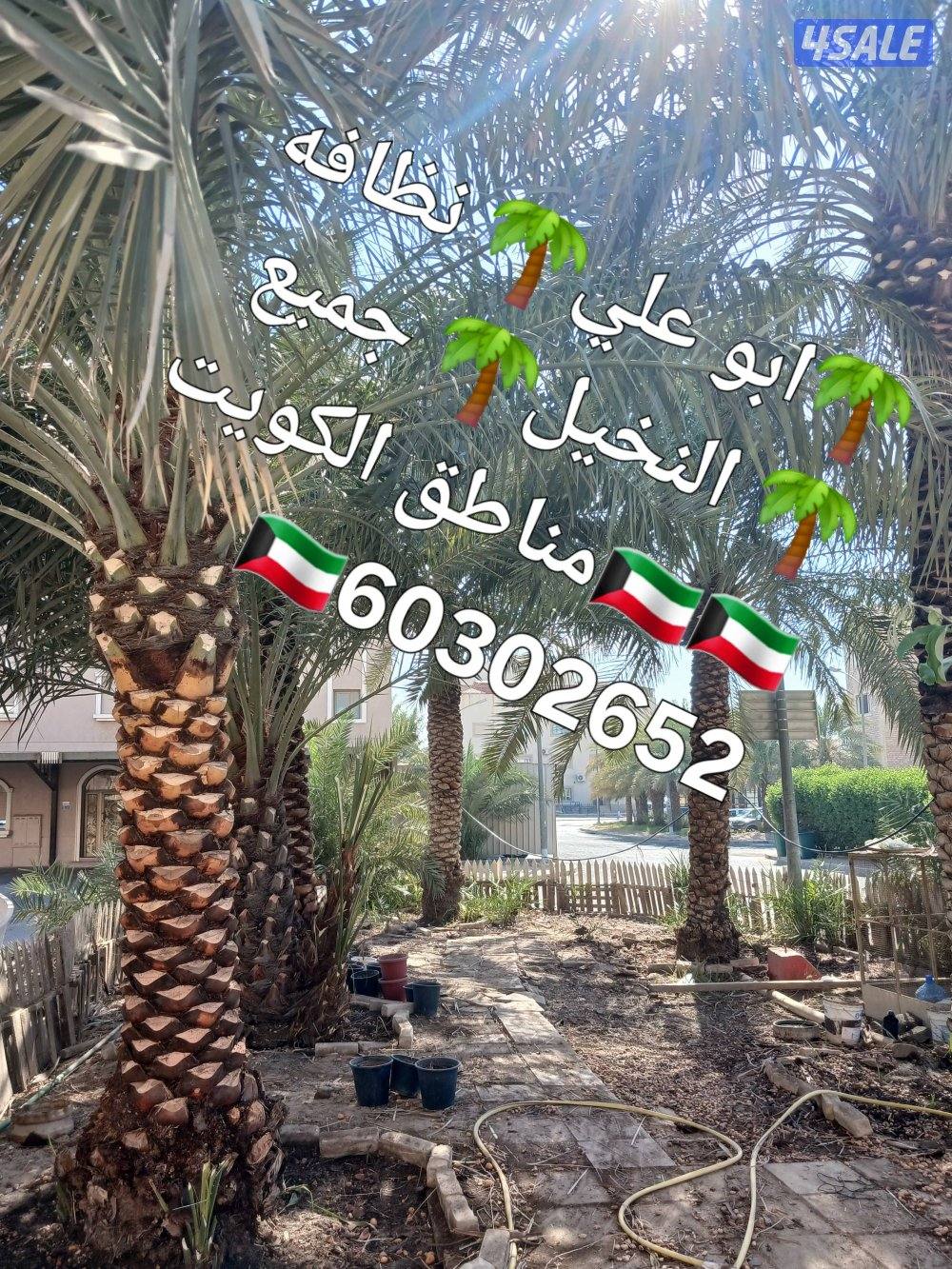 🌴ابو على 🌴 ‏ جميع تلقيح النخيل 🌴جميع ☘️قص 🎄الاشجار🌳 خبره 20 عام ا5
