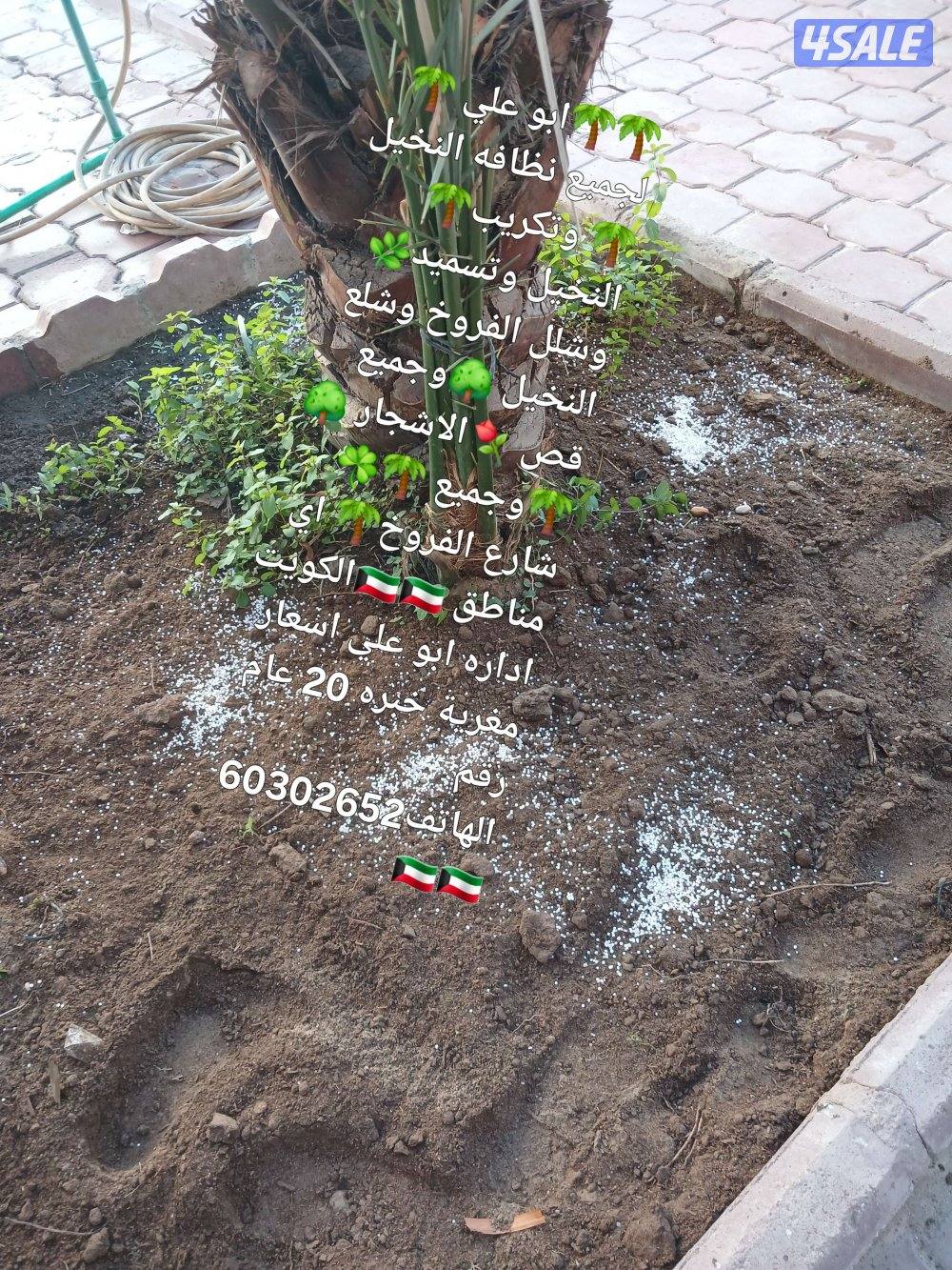 🌴ابو على 🌴 ‏ جميع تلقيح النخيل 🌴جميع ☘️قص 🎄الاشجار🌳 خبره 20 عام ا6