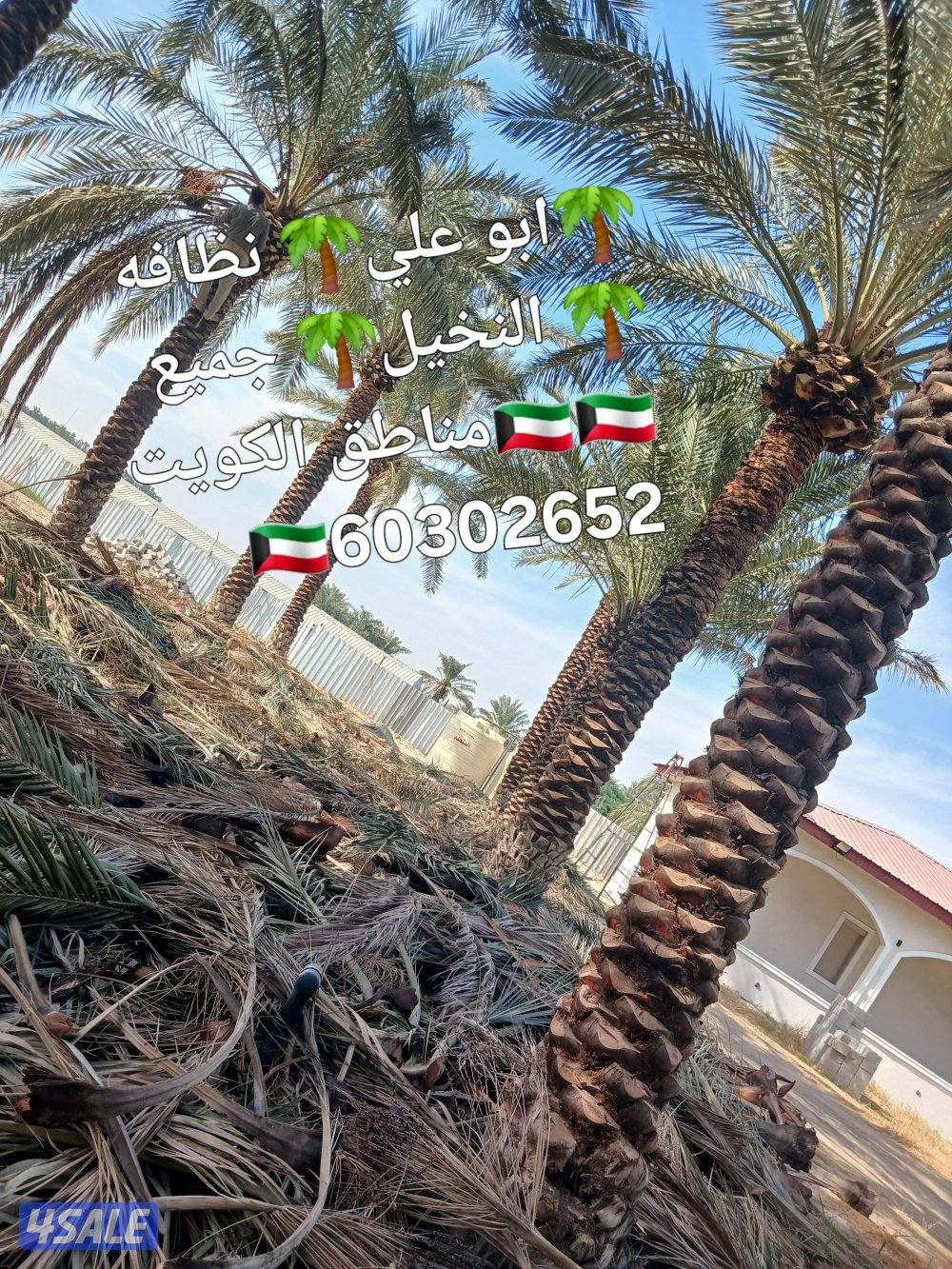 🌴ابو على 🌴 ‏ جميع تلقيح النخيل 🌴جميع ☘️قص 🎄الاشجار🌳 خبره 20 عام ا7