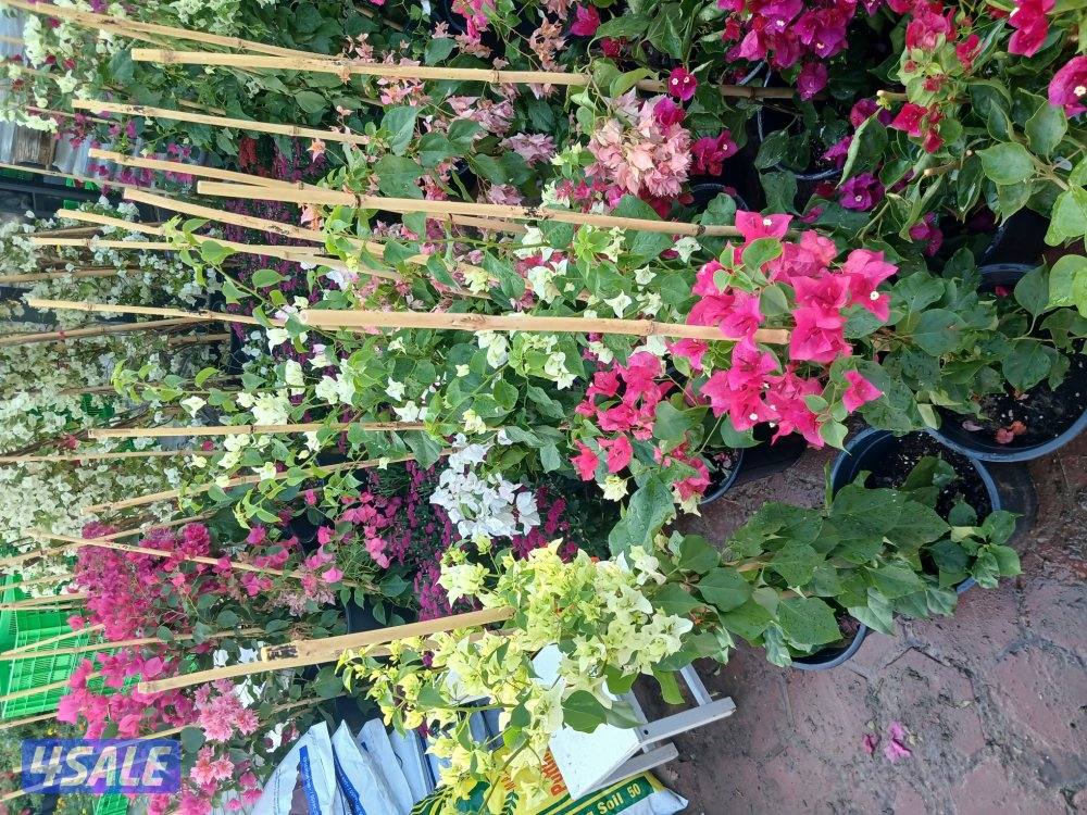 🌴ابو على 🌴 ‏ جميع تلقيح النخيل 🌴جميع ☘️قص 🎄الاشجار🌳 خبره 20 عام ا8