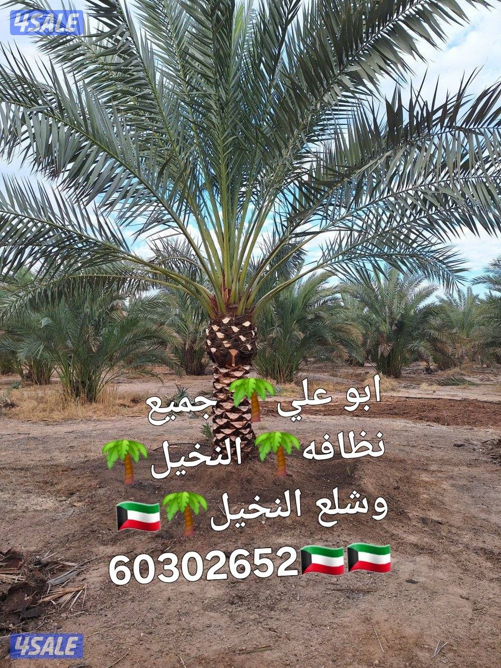 🌴ابو على 🌴 ‏ جميع تلقيح النخيل 🌴جميع ☘️قص 🎄الاشجار🌳 خبره 20 عام ا9