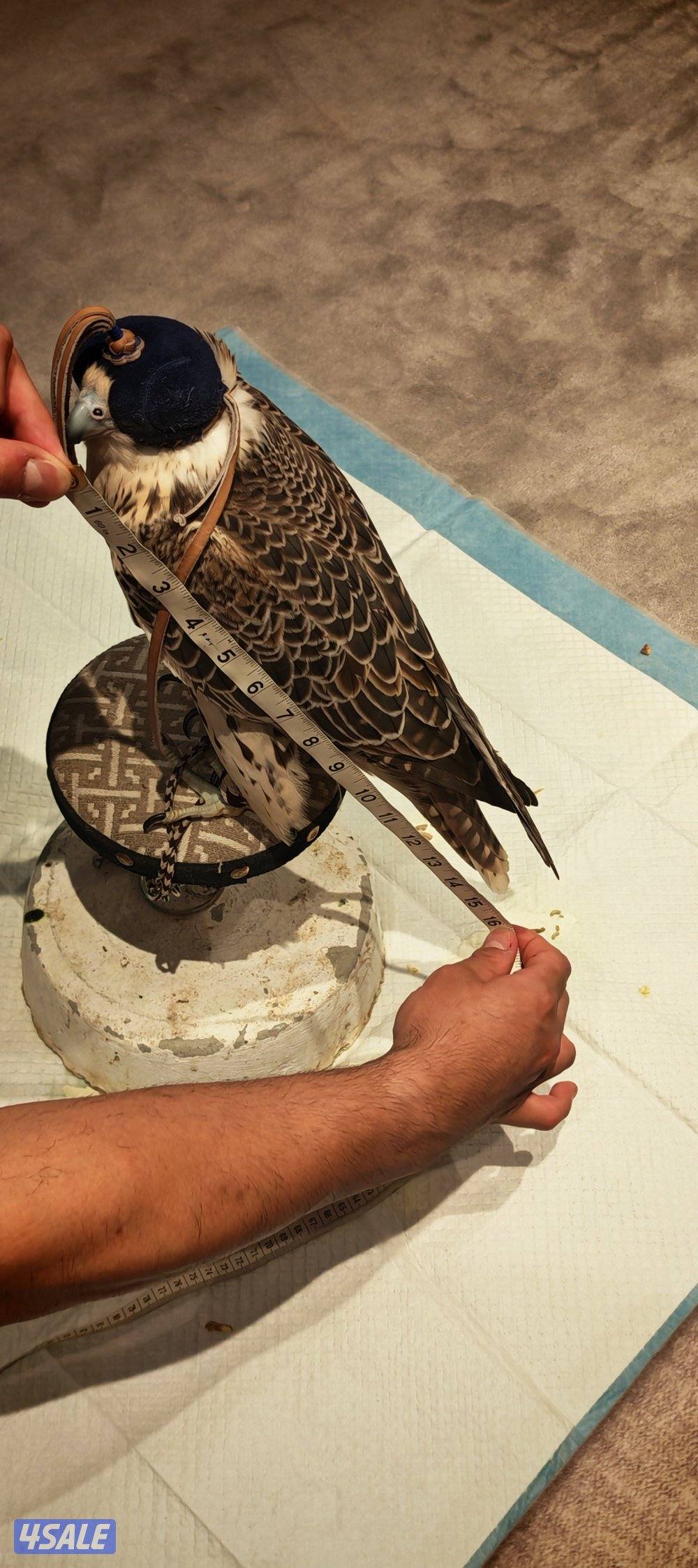 صقر حر بشر حجم 161