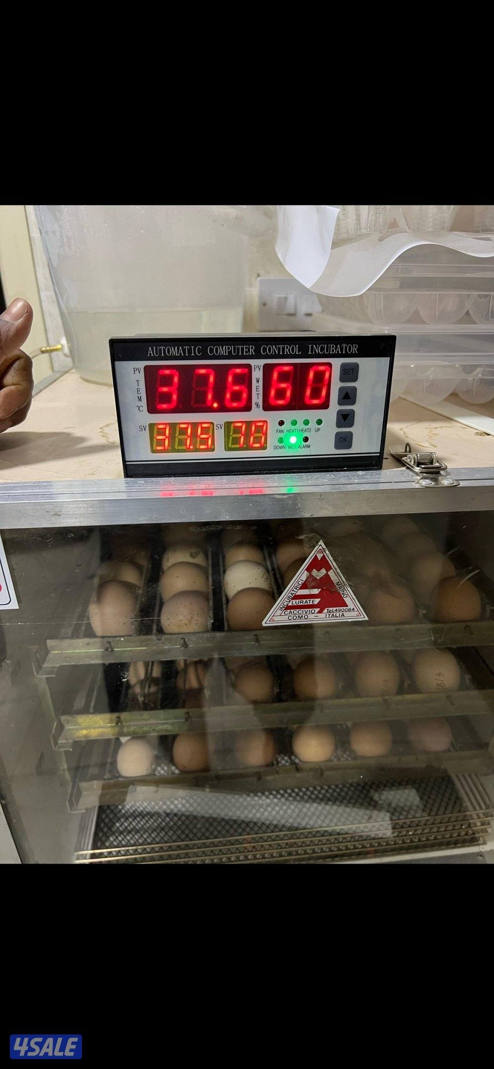 للبيع فقاسة ماينو الايطالية0