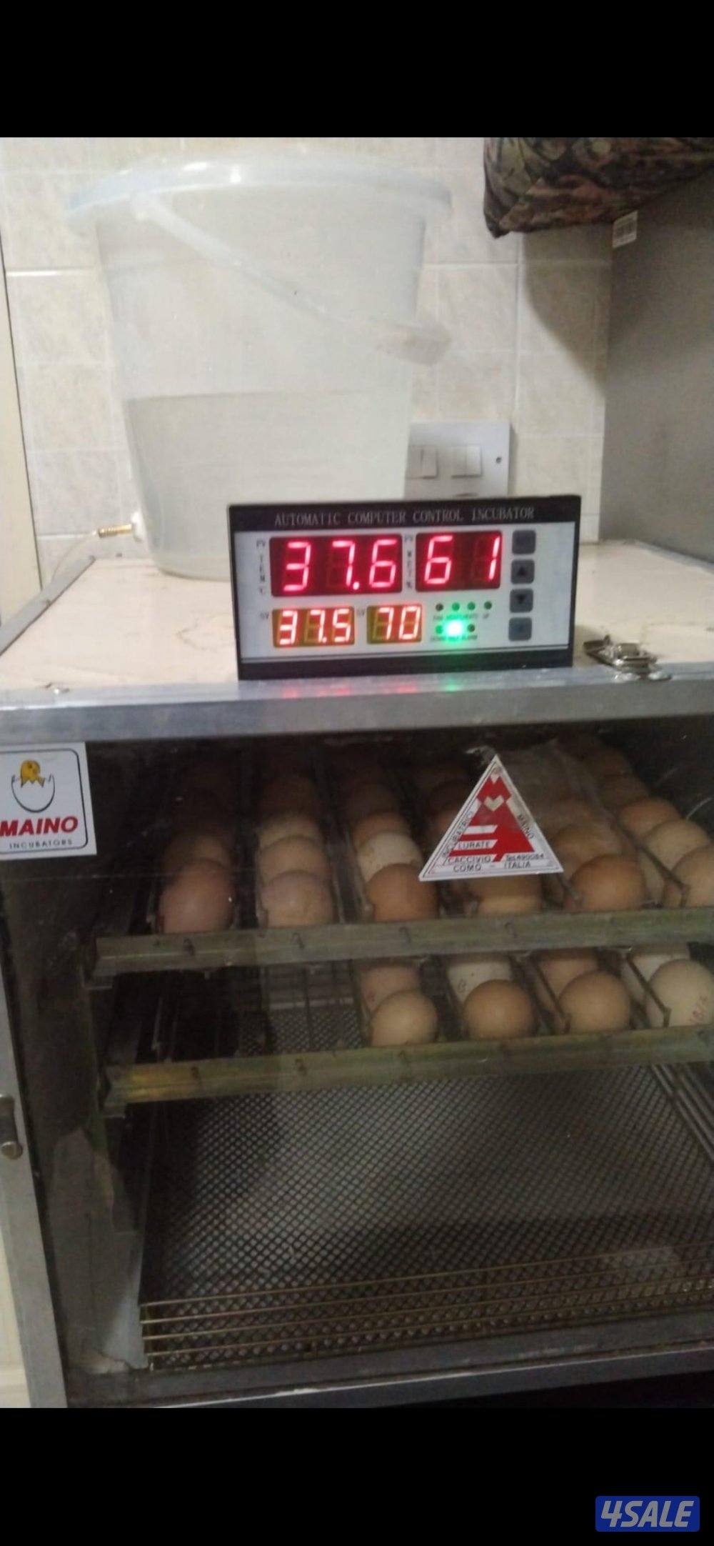 للبيع فقاسة ماينو الايطالية1