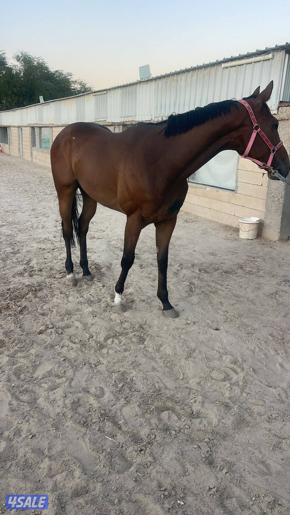 حصان انجليزي0