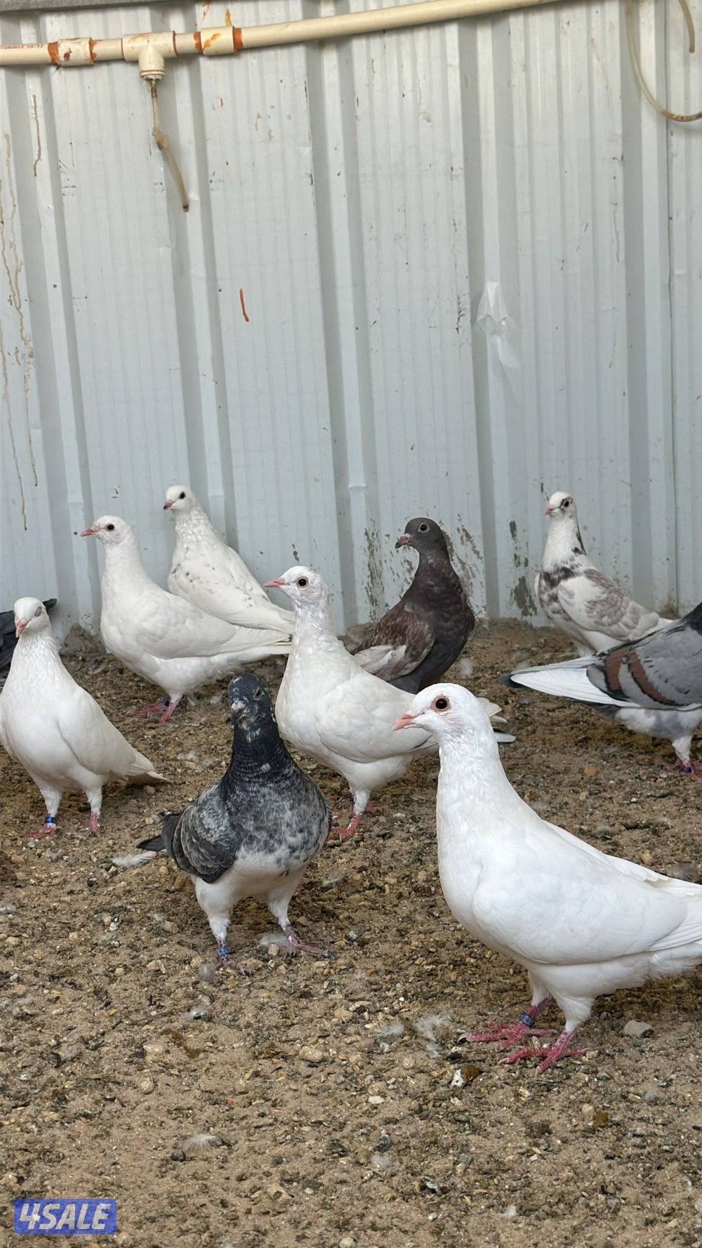 حمام الاحم الوزان : طبات / مطعمين ابر وجهازين / شرط احجام0