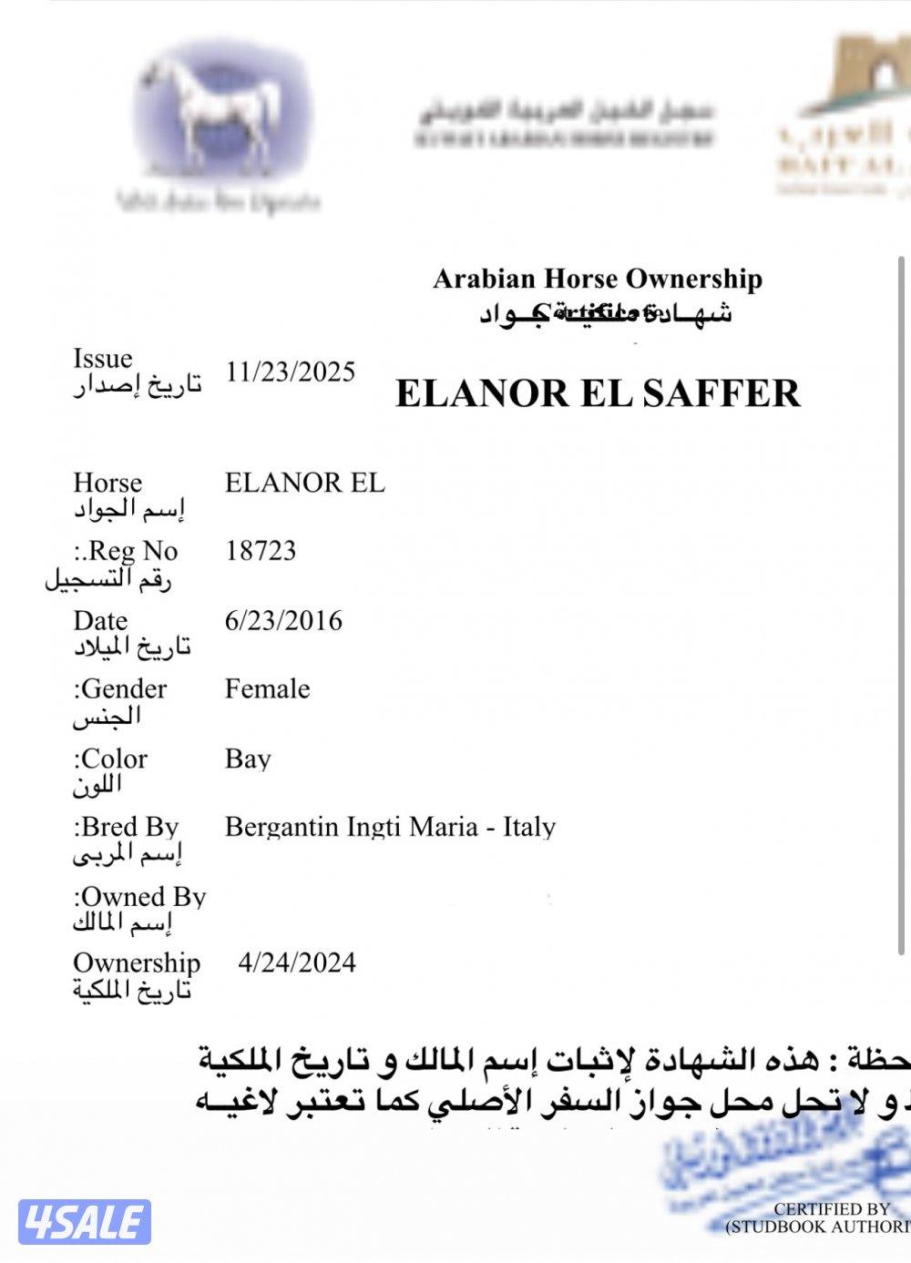 فرس عربية مكس ٢٠١٦ مستوردة من ايطاليا حفيدة عجمان منسيوني5