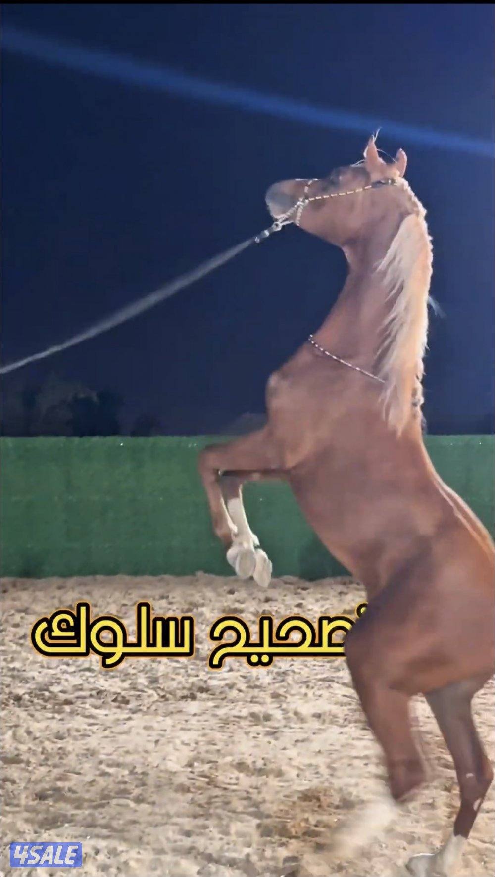 مربط الشهد لخدمات الخيل1