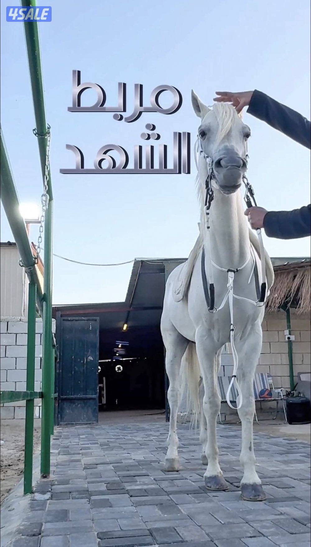 مربط الشهد لخدمات الخيل2