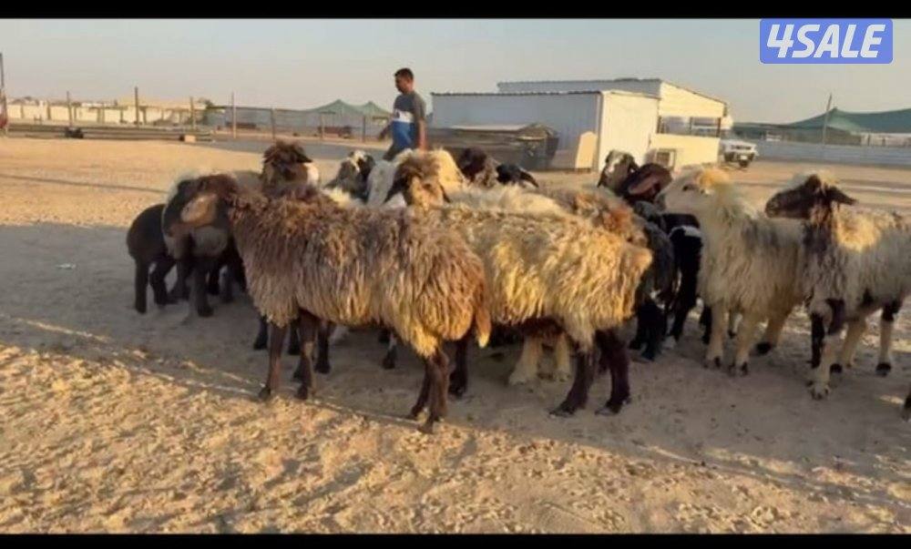 للبيع  غنم  شفافية  مطافيل وسونار عيال الديرة  سن وديد0