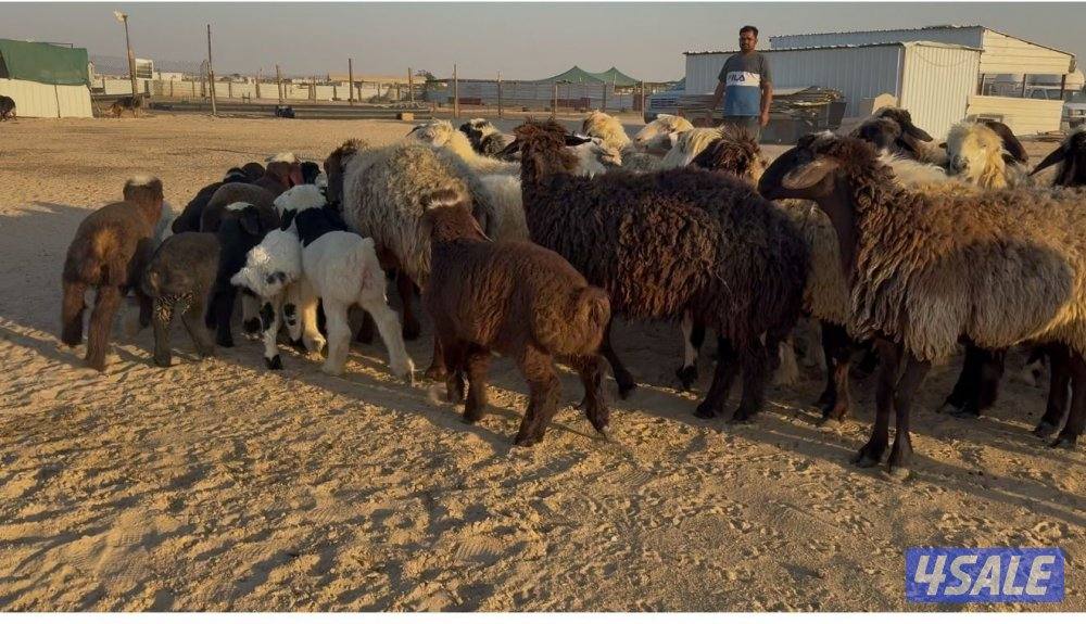 للبيع  غنم  شفافية  مطافيل وسونار عيال الديرة  سن وديد1