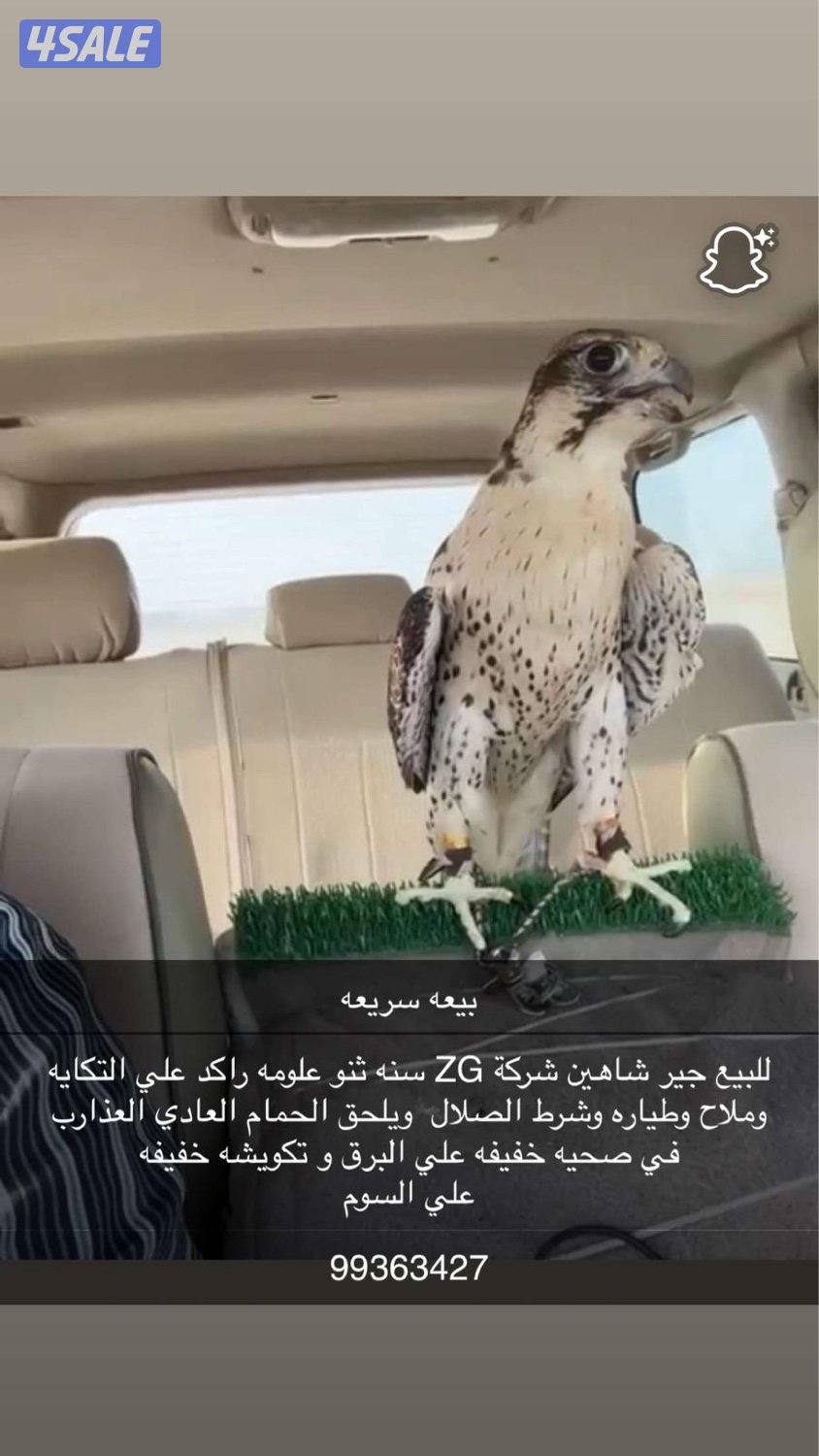 للبيع جير شاهين بيعه سريعه0