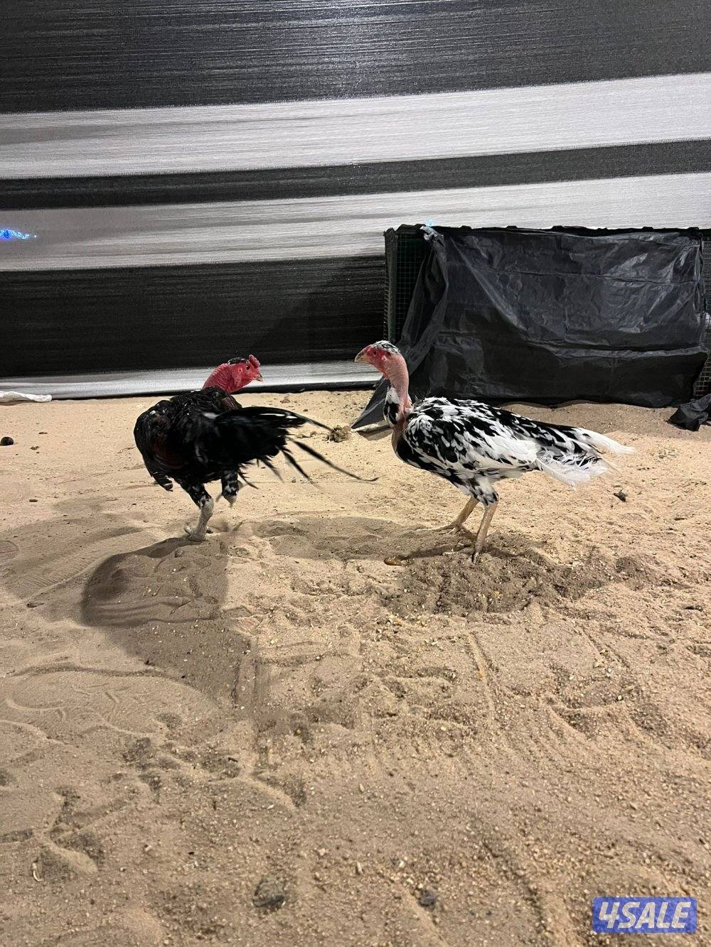 للبيع مجاميع تايلندي و فيتنامي1