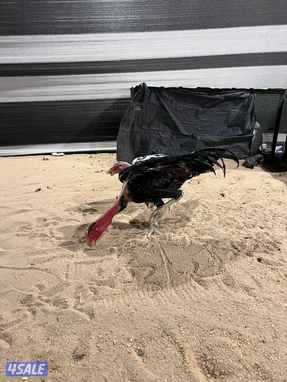 للبيع مجاميع تايلندي و فيتنامي0