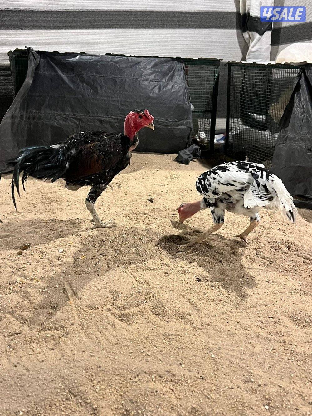 للبيع مجاميع تايلندي و فيتنامي2