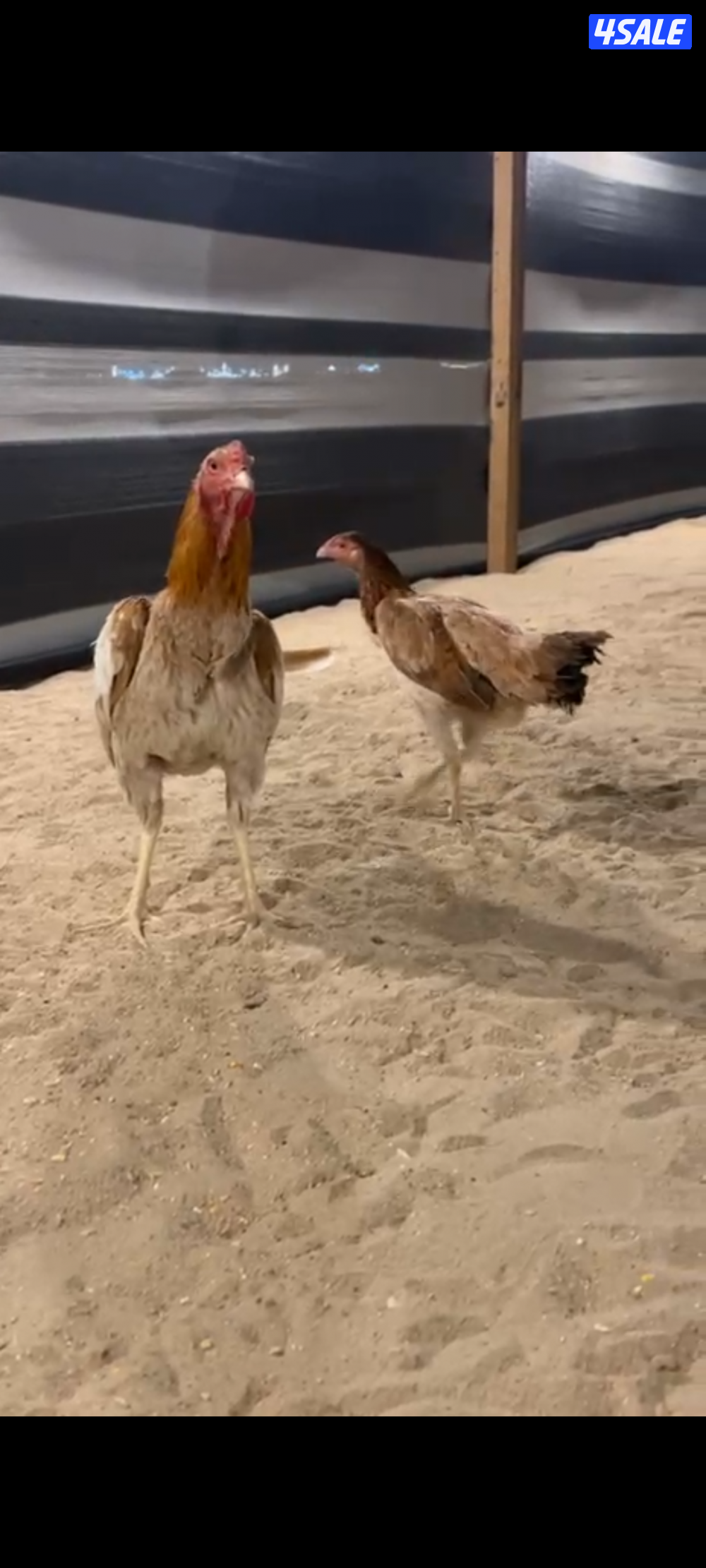 للبيع مجاميع تايلندي و فيتنامي3